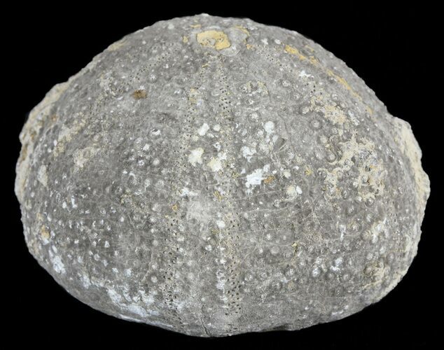 Eucosmus Fossil Echinoid (Sea Urchin) - Garsif, Morocco #61430